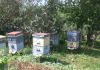 Фото Продаю улья с пчелами