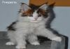Фото Мейн кун котята гиганты серебристого окраса
