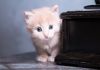 Фото Котёнок британской породы