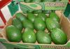 Фото Предлагаем прямые поставки авокадо