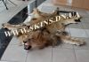 Фото Шкура льва, натуральная шкура льва, элитный подарок