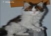Фото Мейн-кун котята самой крупной домашней кошки