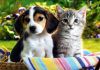 Фото Гостиница для животных, кошек и собак