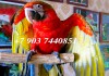 Ара Тропикана (гибрид попугаев ара) птенцы выкормыши из питомника
