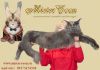 Фото Продажа Мейн кун котята кошки -великаны из питомника Мистер Кун