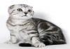 Британские породистые котята Скоттиш Фолд
