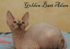Котята породы канадский сфинкс из питомника Golden Baet