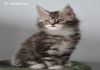 Фото Мейн кун котята-гиганты серебристого окраса