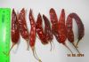 Фото Спент черного перца, укроп, петрушка суш., Чили, паприка
