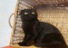 Фото Плюшевые абсолютно черные котята