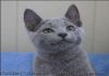 Фото Продаются роскошные русские голубые котята