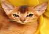 Фото Абиссинский породистый котик