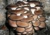Фото Для выращивания грибов вешенка – комплект!