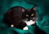 Фото Черно-белая кошка-подросток в дар!