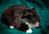Фото Черно-белая кошка-подросток в дар!