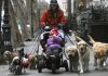 Служба выгула собак за деньги в Москве
