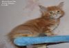 Фото Мейн кун котята кошки -великаны из питомника в Энгельс