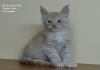 Фото Мейн кун котята кошки -великаны из питомника в Энгельс
