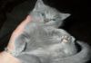 Фото Продается британский голубой короткошерстный котенок