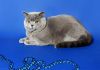 Фото Продается британский голубой короткошерстный котенок