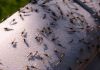 Фото Уничтожим насекомых клещей, комаров, тараканов, клопов