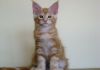 Фото Замечательные котята породы мейн кун
