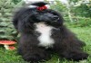 Фото Китайской хохлатой собачки щенки, для выставок и для души.