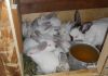 Фото Молодняк кроликов мясных пород