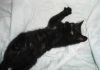 Фото Черный котенок в добрые руки