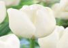 Фото Луковицы тюльпанов Голландских сортов