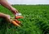 Морковь оптом напрямую с фермерского хозяйства (от 20 тонн)