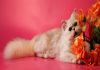Фото Подросток, котик персидской серебристой шиншиллы