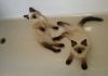Фото Чистопородные сиамские котята