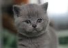 Фото Шотландские плюшевые котята
