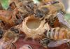 Фото Пчелиное маточное молочко прямо с пасеки!