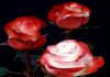 Фото Розы цветы оптом, свежесрезанные розы из Эквадора