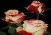 Фото Розы цветы оптом, свежесрезанные розы из Эквадора