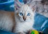Отдаются голубоглазые котята Невской Маскарадной породы