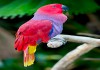 Фото Eclectus roratus vosmaeri (самки) - птенцы благородного попугая из питомника