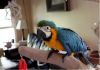 Фото Пара голубых и золотых ара для повторного самонаведения.
