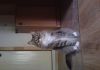 Фото Котик ищет семью!