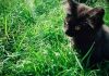 Фото Котенок шоколадной кошки-крысоловки