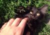 Фото Котенок шоколадной кошки-крысоловки