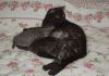 Фото Шотландские чистокровные котята
