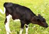Фото Продам теленка (телочка 2.5 месяца) от коровы литовской породы.