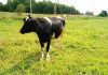 Фото Продам корову (телку 1.3 года) осемененную литовской породы.