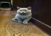 Фото Шотландские плюшевые котята страйт и фолд