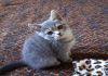 Фото Шотландские плюшевые котята страйт и фолд