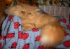 Фото Перc котик