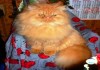 Фото Перc котик